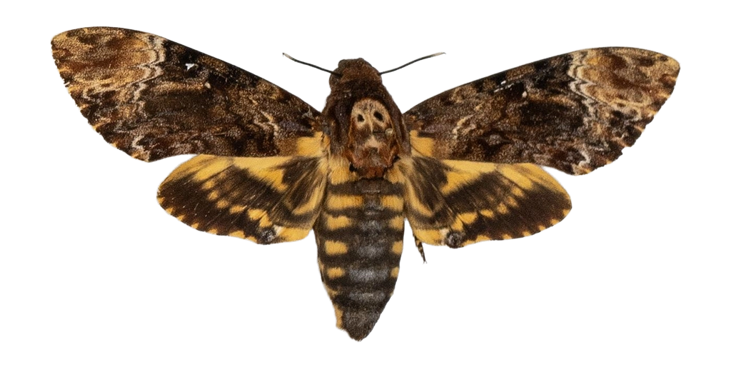 Acherontia lachesis — HETEROCERA/Acherontia_DTR0972.jpg