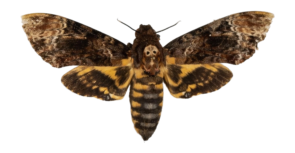 Acherontia lachesis — HETEROCERA/Acherontia_DTR0972.jpg