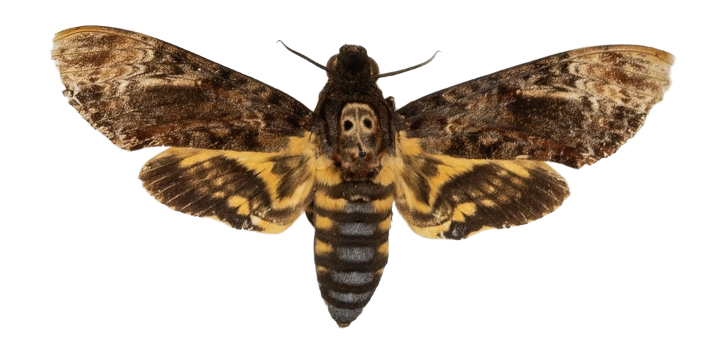 Acherontia lachesis — HETEROCERA/Acherontia_DTR0972.jpg