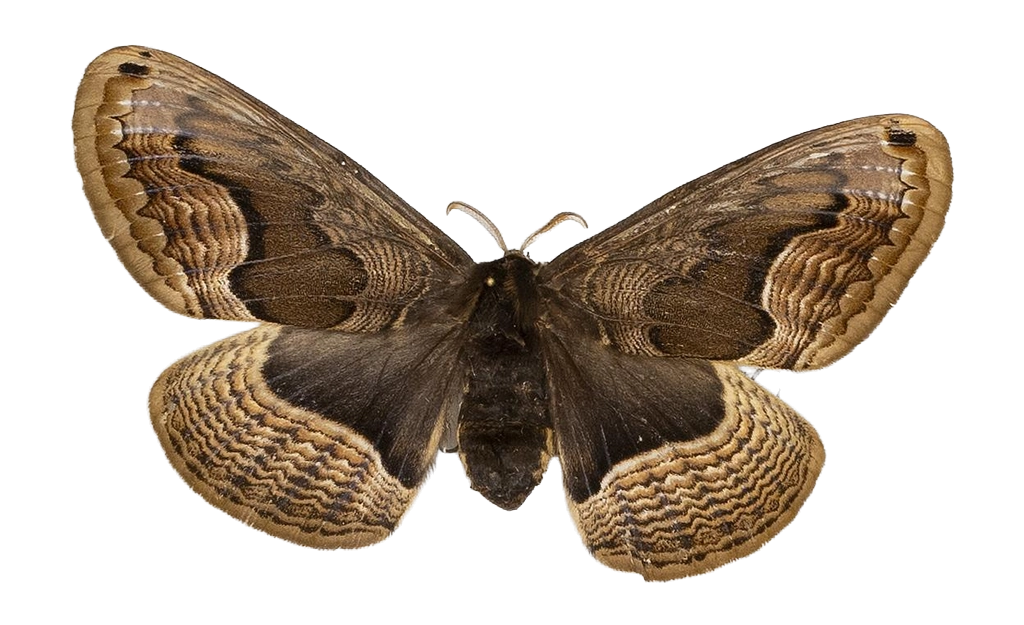 Brahmaea tancrei — HETEROCERA/Brahmaea.jpg