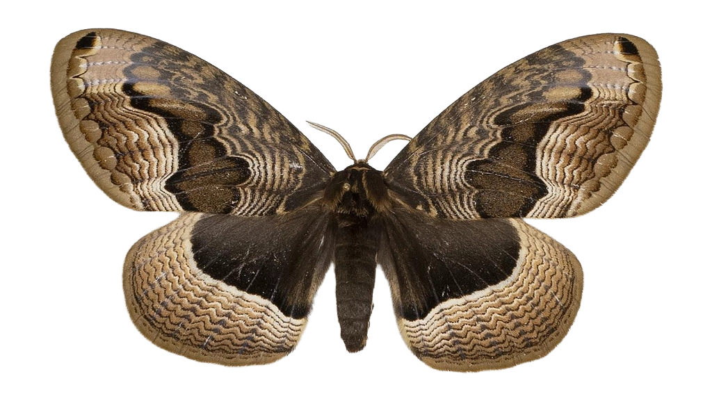 Brahmaea tancrei — HETEROCERA/Brahmaea.jpg