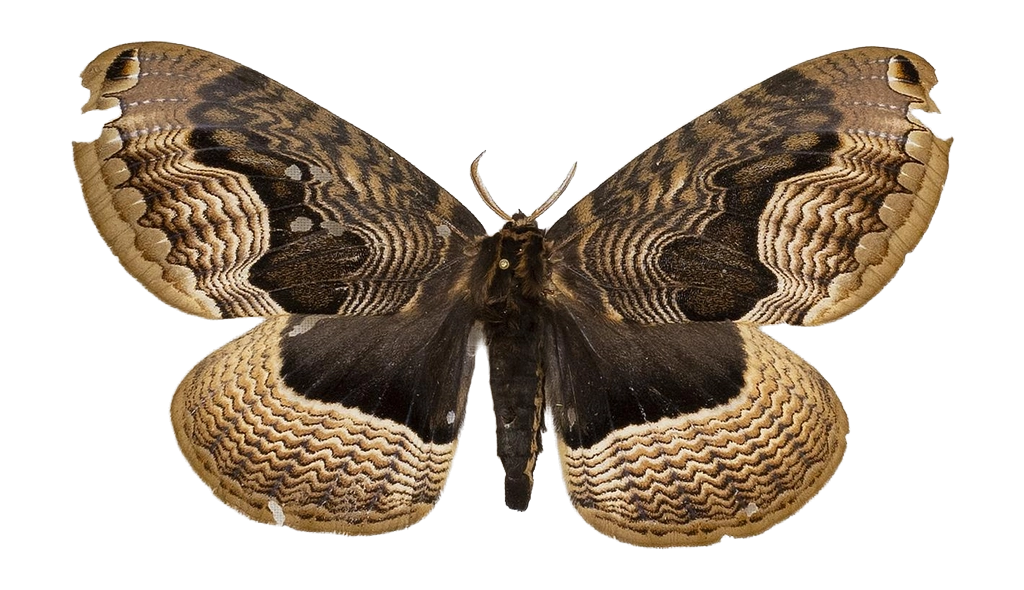 Brahmaea christophi — HETEROCERA/Brahmaea.jpg