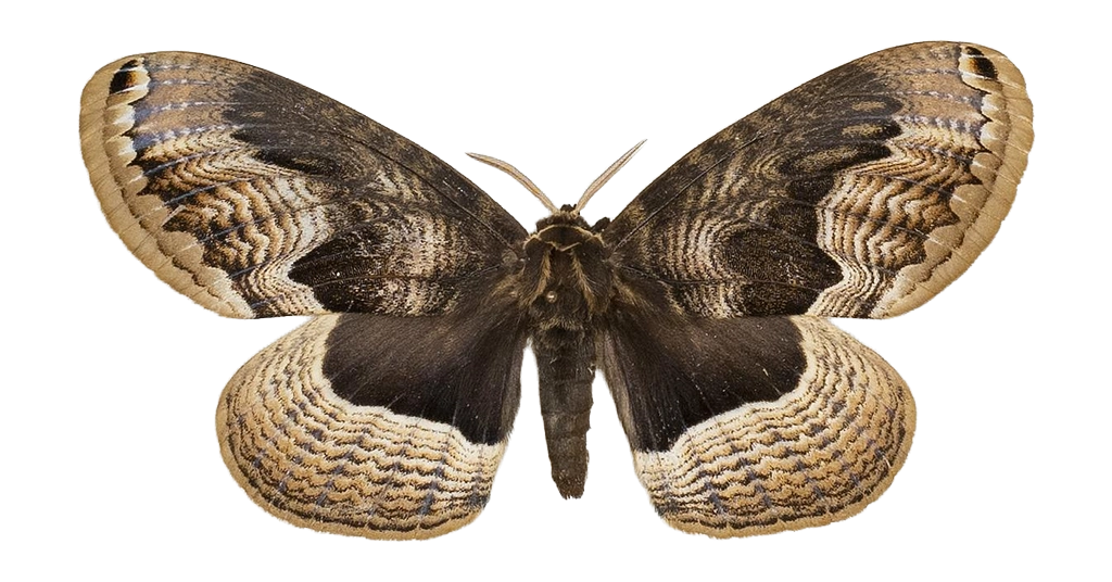 Brahmaea christophi — HETEROCERA/Brahmaea.jpg