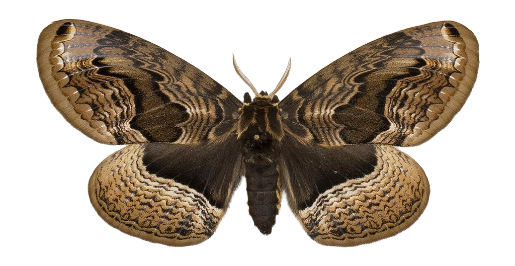Brahmaea christophi — HETEROCERA/Brahmaea.jpg