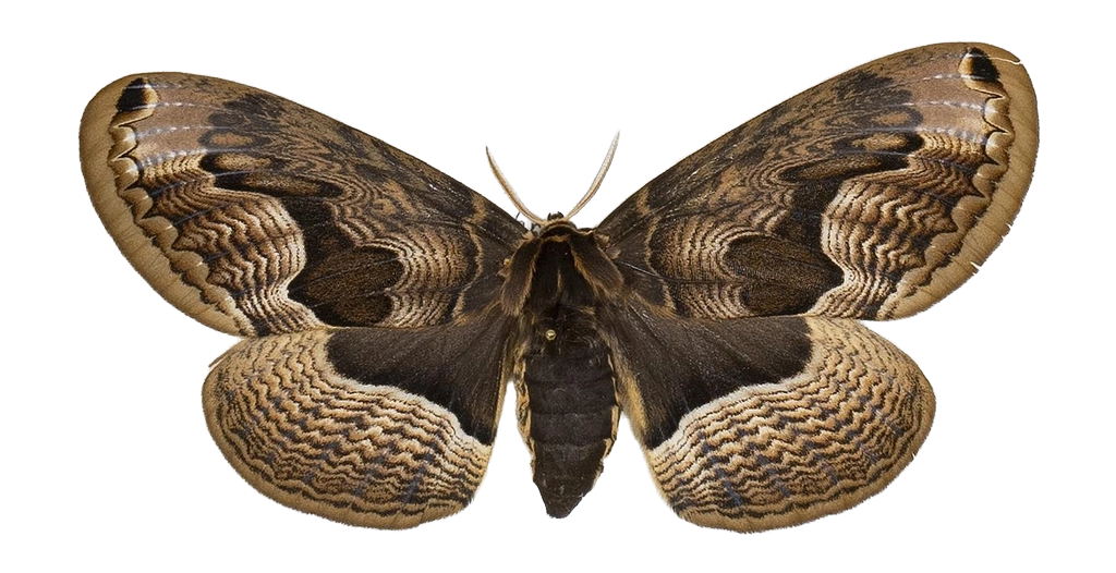 Brahmaea christophi — HETEROCERA/Brahmaea.jpg