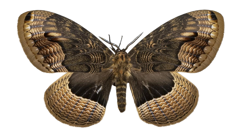Brahmaea hearseyi — HETEROCERA/Brahmaea.jpg
