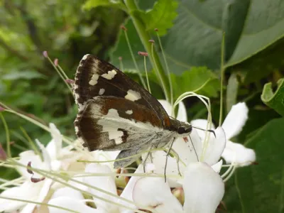 Extensive Study on Vietnamese Butterflies