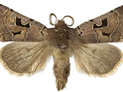 Increase in Species Richness and Abundance of Moths