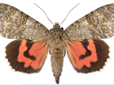 Increase in Species Richness and Abundance of Moths