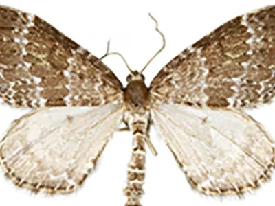 Increase in Species Richness and Abundance of Moths