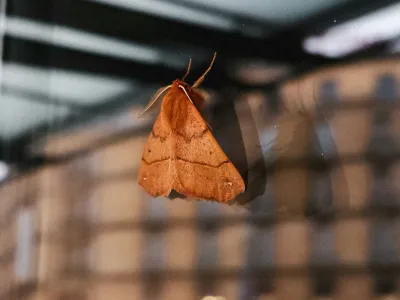 Moths Respond to Climate Change in Surprising and Uneven Ways