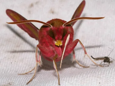 20 Liten Snabelsvarmare med pollen pa nosen scaled