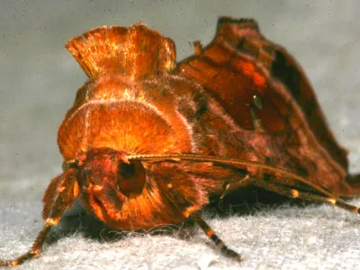 6 det vackert glansande Violettroda metallflyet scaled