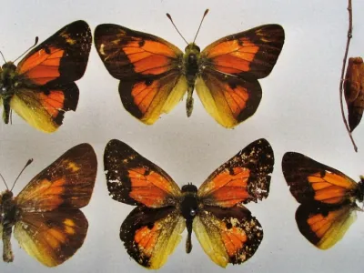 colias ponteni