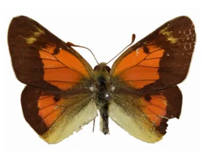 Closeup photo of a Colias Ponteni specimen