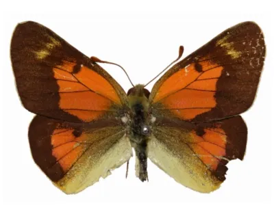 coliasinsektifera