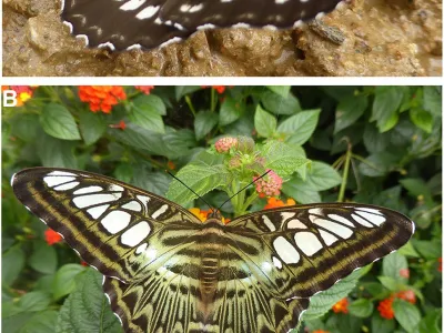 Figure from: Butterfly diversity and seasonality of Ta Phin mountain area (N. Vietnam, Lao Cai province)