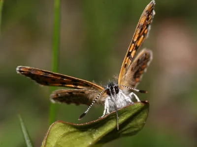 Closeup phote of a female Lycaena helle sitting on a leaf with its wings up.