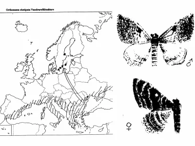 Figur 2. Orthonama obstipata (vandrarefältmätare)