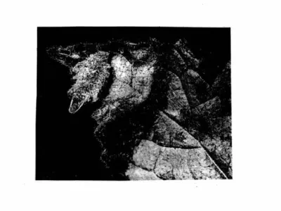 Figur 2. Larvsäck av stinksyskesäckmal (Coleophora lineola) på undersidan på blad