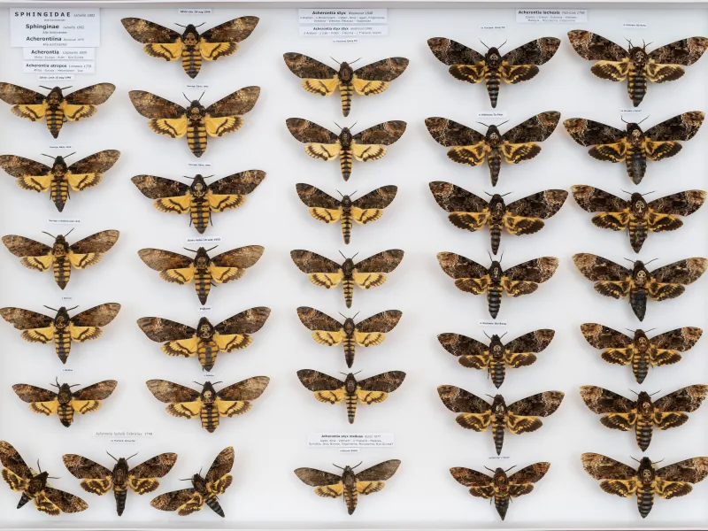 HETEROCERA/Acherontia_DTR0972.jpg