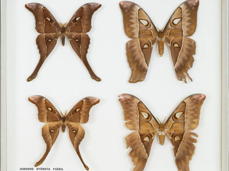 HETEROCERA/_DTR9029_Coscinocera_hercules.jpg