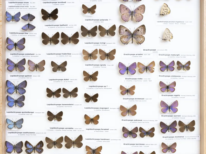 LYCAENIDAE/7 MINA AFRIKANSKA LYCAENIDER/Oboroniina_DTR1201.jpg