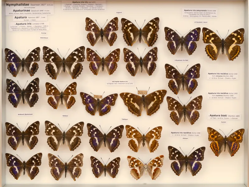 NYMPHALIDAE/Apaturinae/_TDR5508 Apaturinae 1.jpg