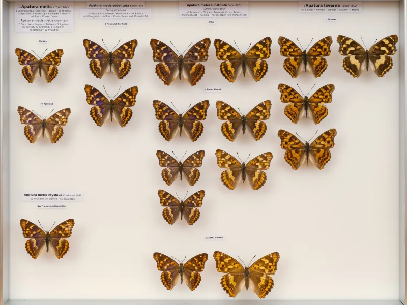 NYMPHALIDAE/Apaturinae/_TDR5513 Apaturinae 3.jpg