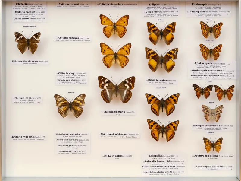 NYMPHALIDAE/Apaturinae/_TDR5514 Apaturinae 4.jpg