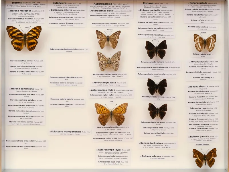 NYMPHALIDAE/Apaturinae/_TDR5515.jpg