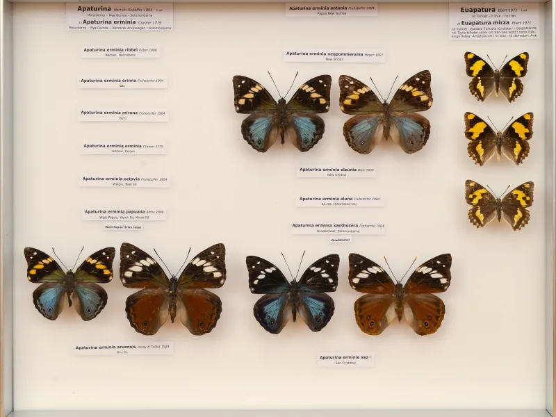 NYMPHALIDAE/Apaturinae/_TDR5516.jpg