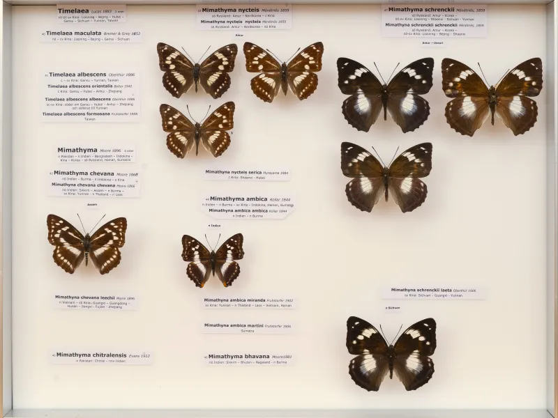 NYMPHALIDAE/Apaturinae/_TDR5518.jpg