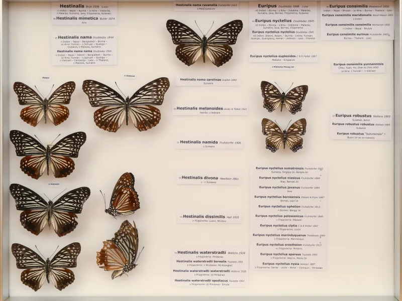 NYMPHALIDAE/Apaturinae/_TDR5519.jpg