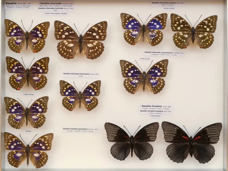 NYMPHALIDAE/Apaturinae/_TDR5520 Apaturinae 9.jpg