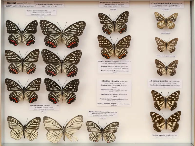 NYMPHALIDAE/Apaturinae/_TDR5521 Apaturinae 10.jpg