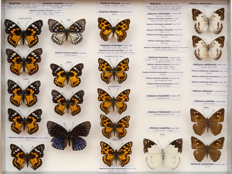NYMPHALIDAE/Apaturinae/_TDR5522.jpg