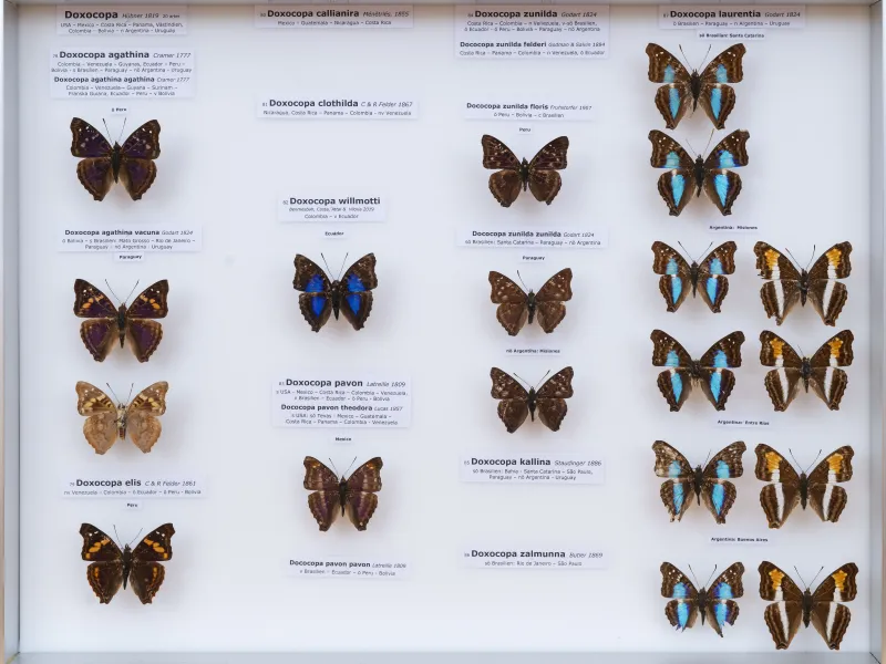 NYMPHALIDAE/Apaturinae/_TDR5523.jpg