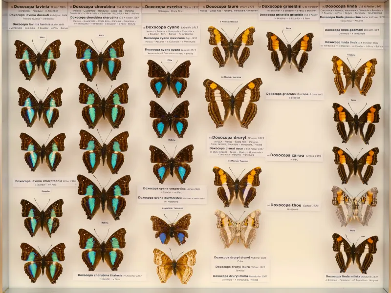 NYMPHALIDAE/Apaturinae/_TDR5524.jpg