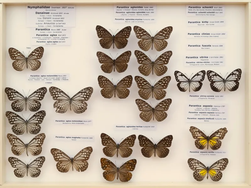 NYMPHALIDAE/Daninae/_TDR5467.jpg