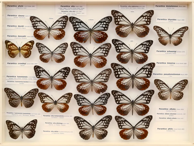 NYMPHALIDAE/Daninae/_TDR5469.jpg
