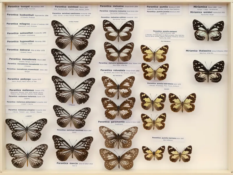NYMPHALIDAE/Daninae/_TDR5470.jpg