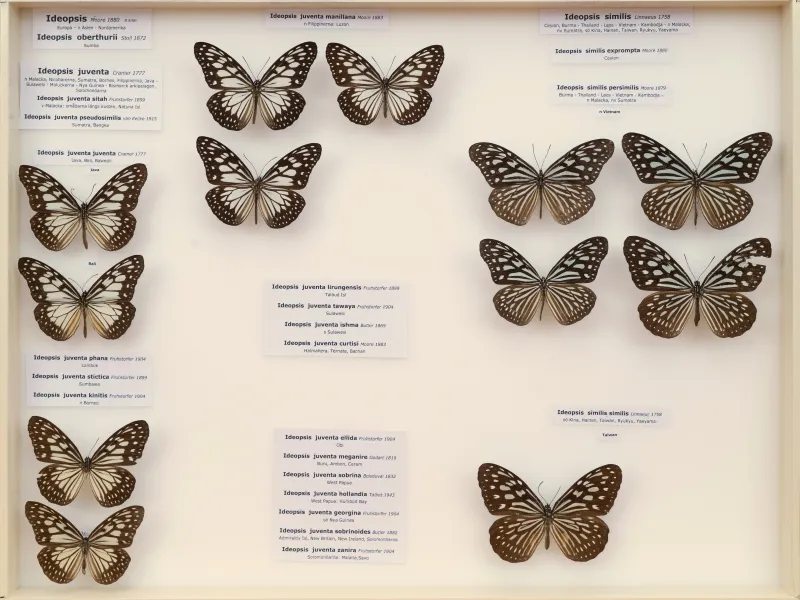 NYMPHALIDAE/Daninae/_TDR5471.jpg