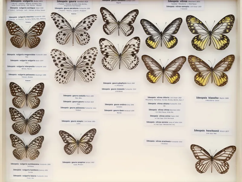 NYMPHALIDAE/Daninae/_TDR5472.jpg