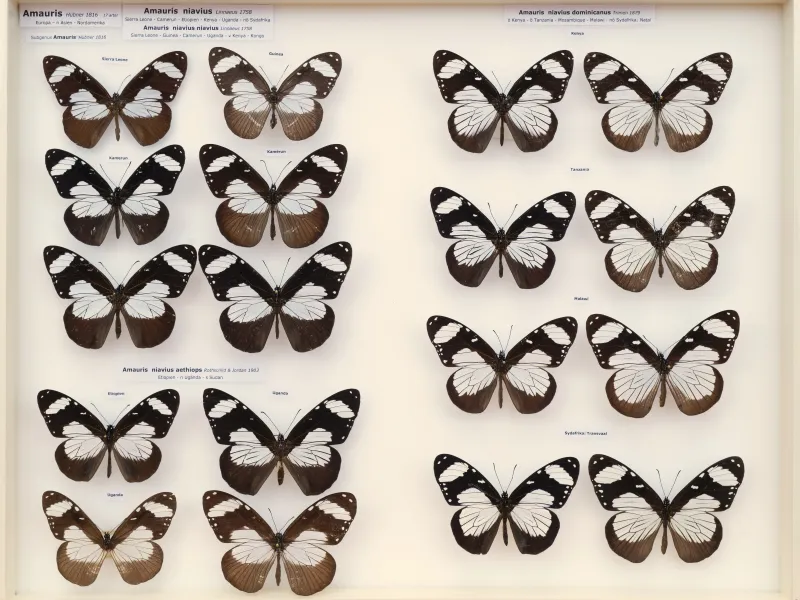 NYMPHALIDAE/Daninae/_TDR5473.jpg