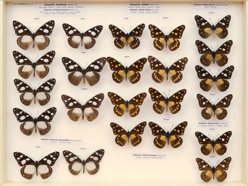 NYMPHALIDAE/Daninae/_TDR5474.jpg