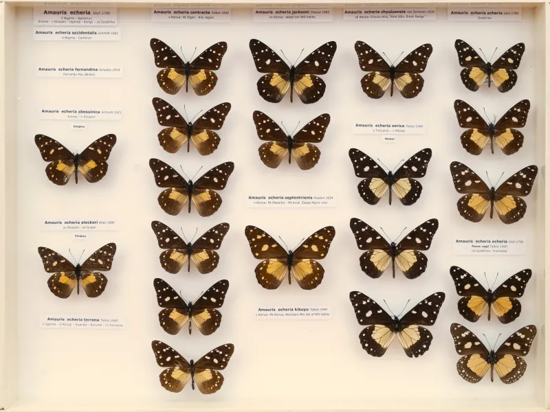 NYMPHALIDAE/Daninae/_TDR5475.jpg