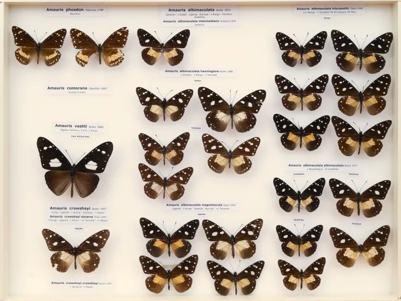 NYMPHALIDAE/Daninae/_TDR5476.jpg