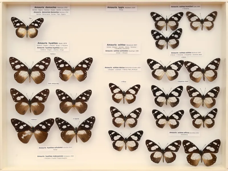 NYMPHALIDAE/Daninae/_TDR5477.jpg