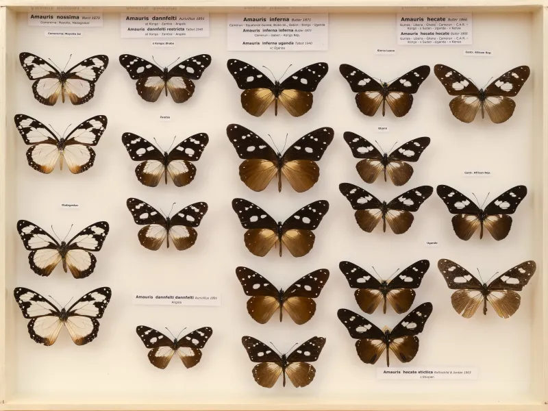 NYMPHALIDAE/Daninae/_TDR5478.jpg